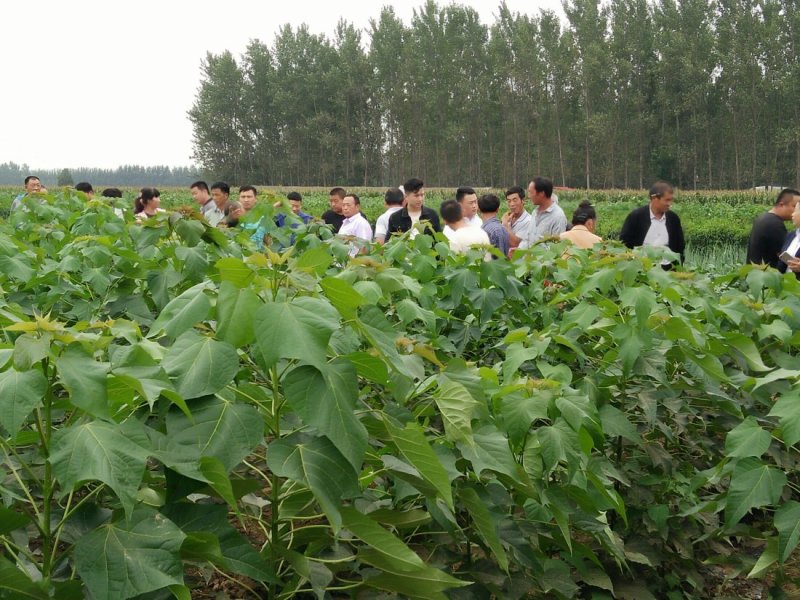 金丝楸树苗