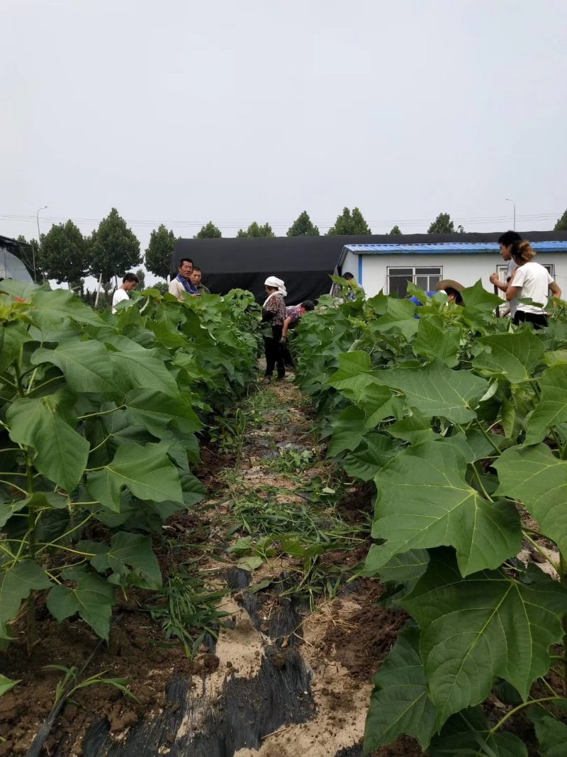 金丝楸树苗