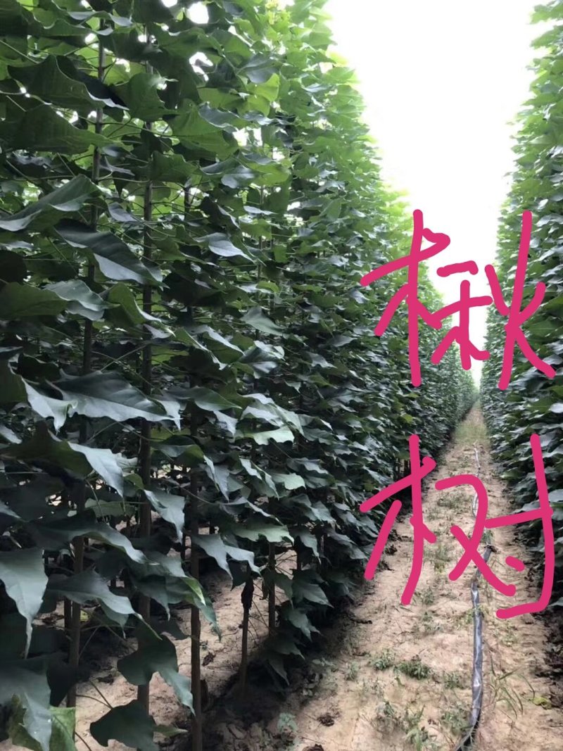 金丝楸树苗