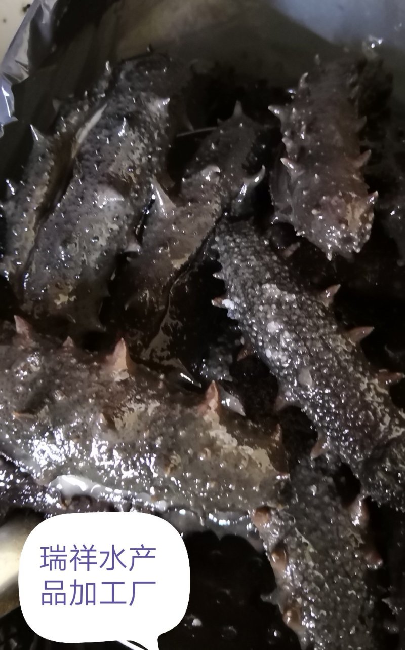 大连盐渍海参，海参，大连海参，辽叁，盐渍海参