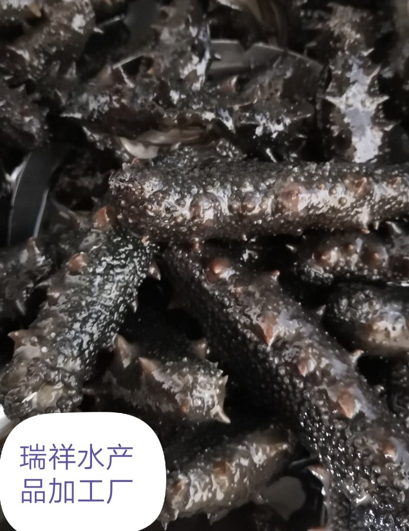 大连盐渍海参，海参，大连海参，辽叁，盐渍海参