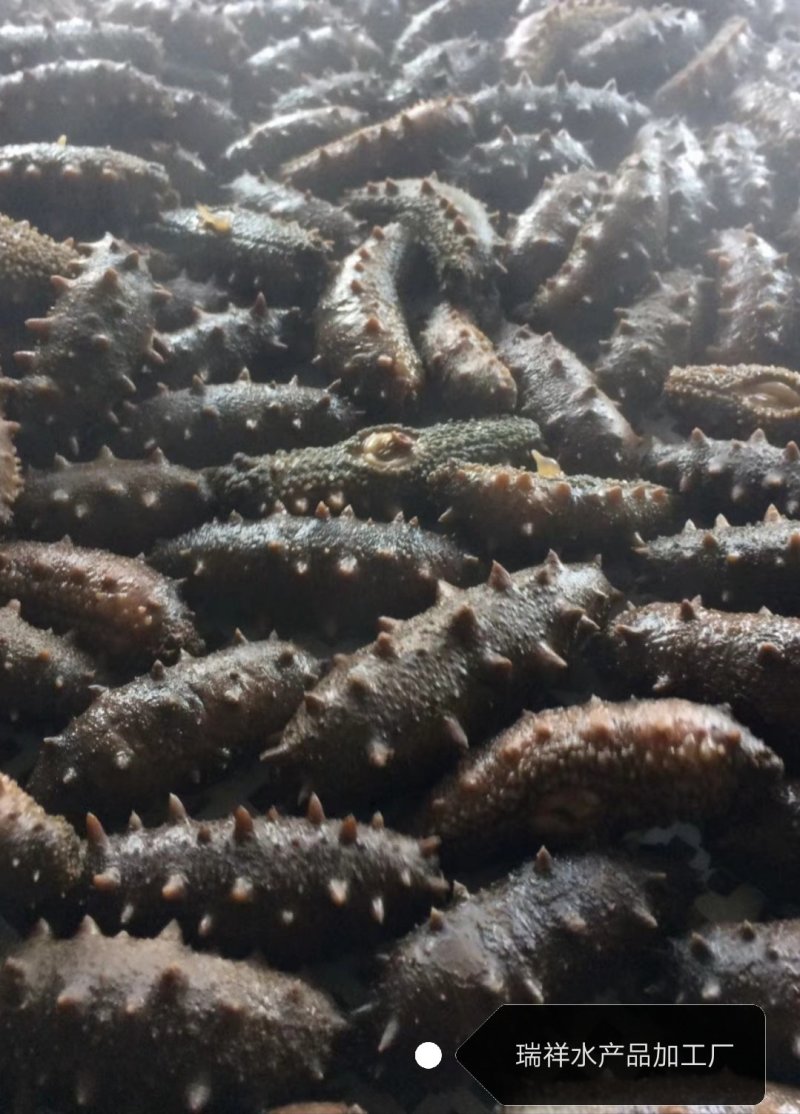 大连盐渍海参，海参，大连海参，辽叁，盐渍海参