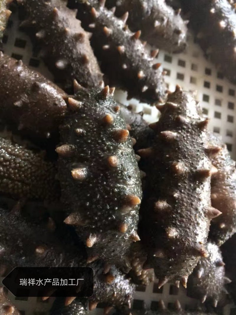 大连盐渍海参，海参，大连海参，辽叁，盐渍海参