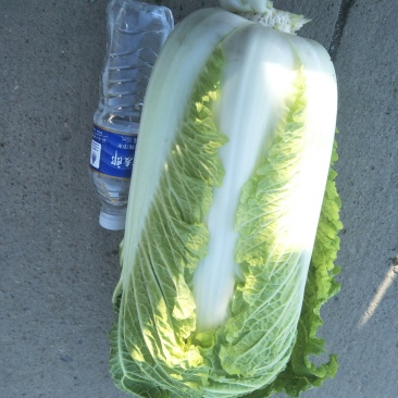 我处大量供应北京三号，秋绿60.大小黄心菜！全部是净菜！