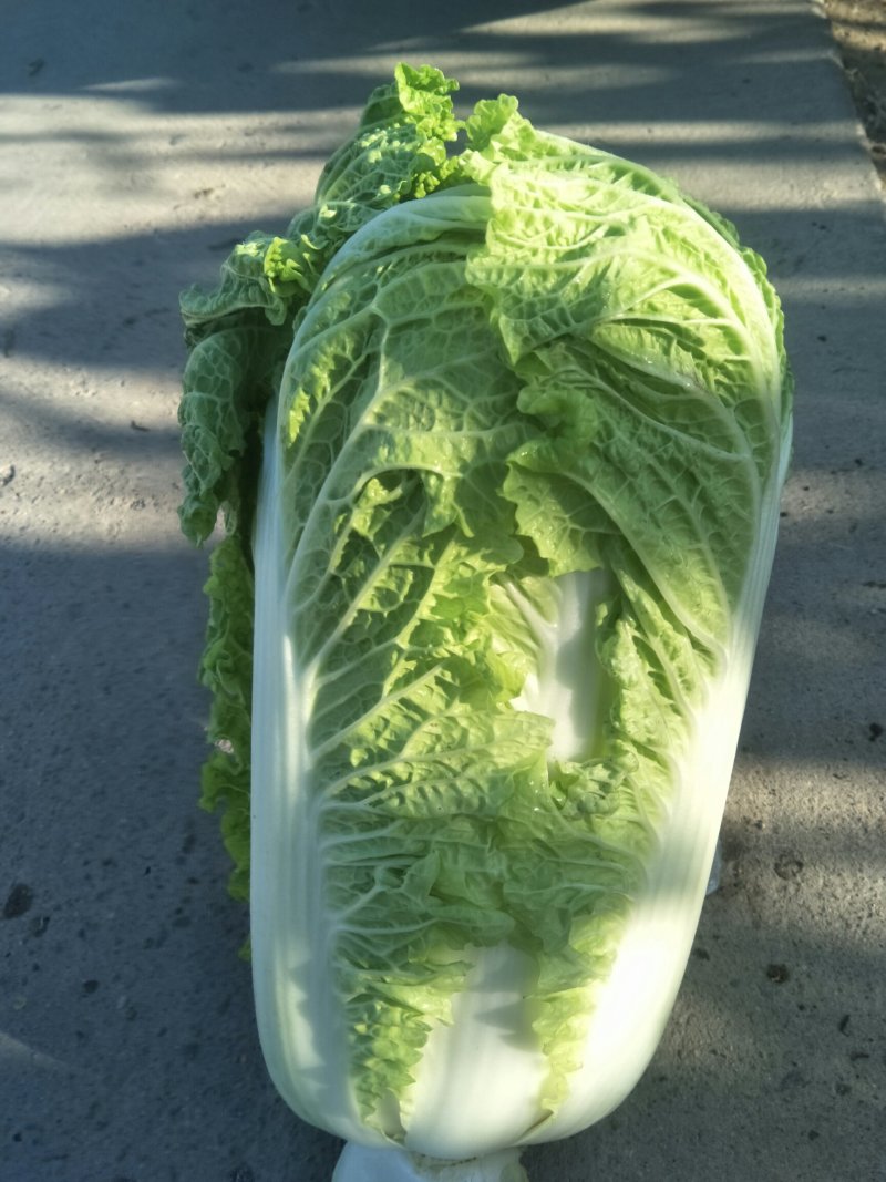 我处大量供应北京三号，秋绿60.大小黄心菜！全部是净菜！