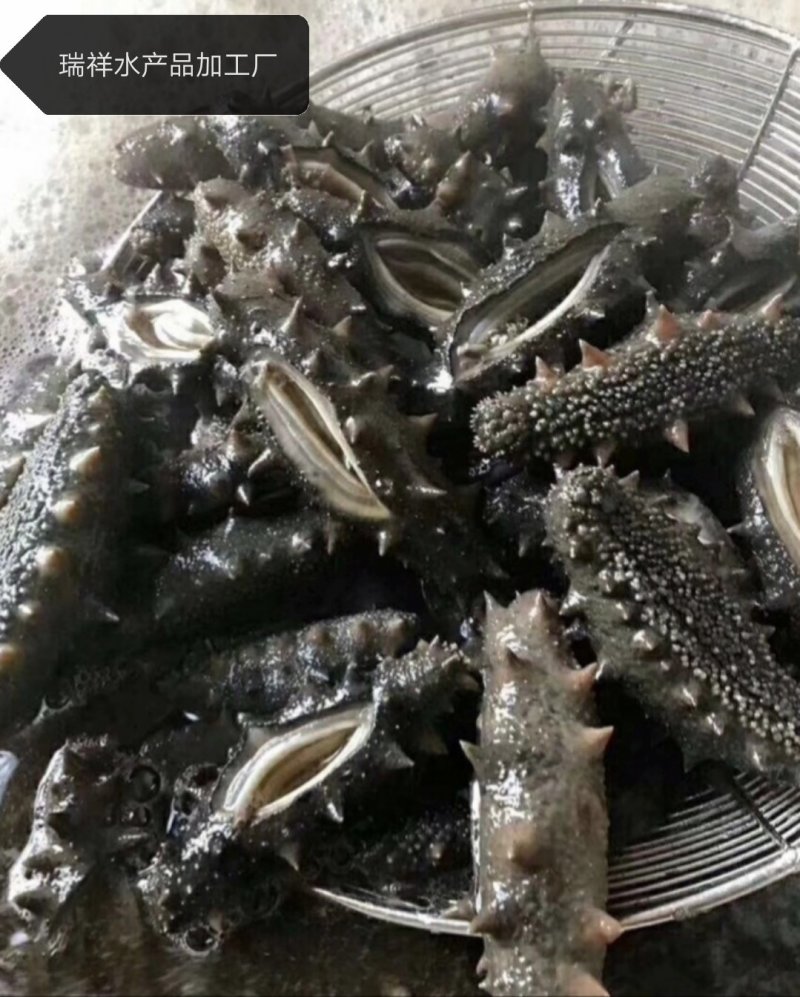 大连盐渍海参，海参，大连海参，辽叁，盐渍海参