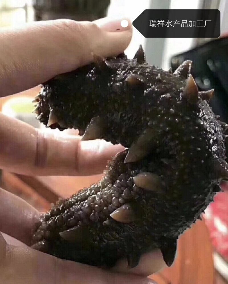 大连盐渍海参，海参，大连海参，辽叁，盐渍海参