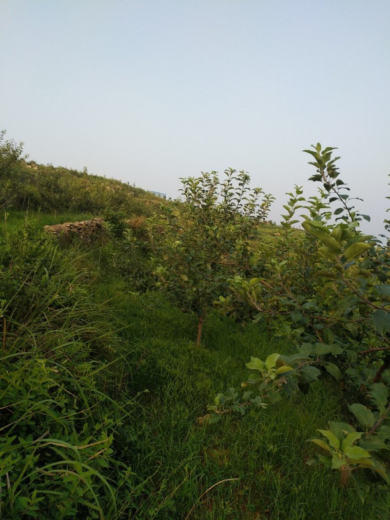 正在经营的丘陵山地转让