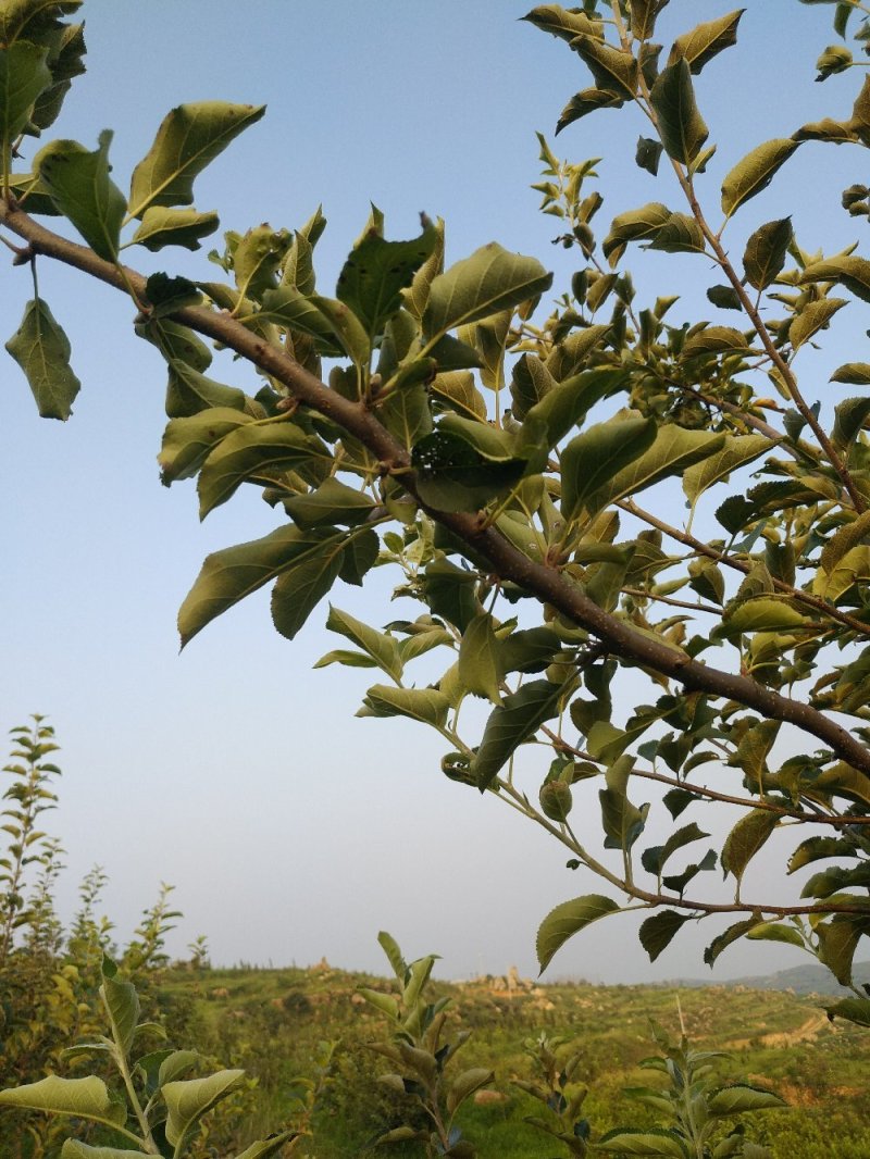 正在经营的丘陵山地转让