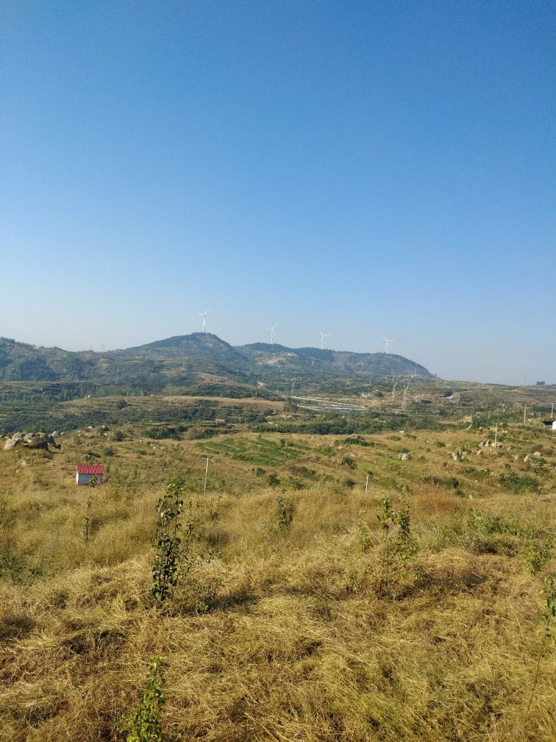 正在经营的丘陵山地转让