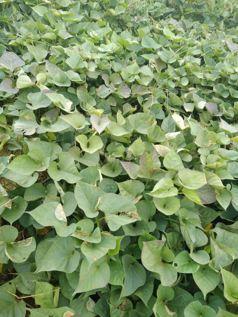 正在经营的丘陵山地转让