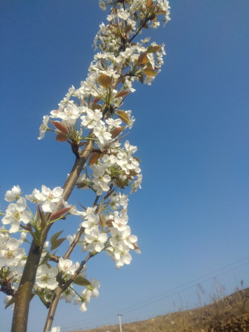 正在经营的丘陵山地转让