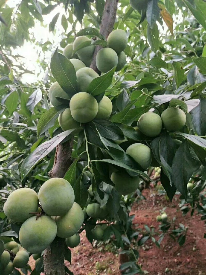 蜂糖李子苗免费提供技术指导