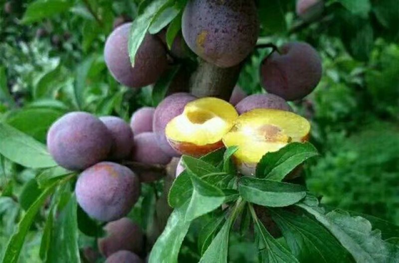 李子树苗免费提供种植技术指导
