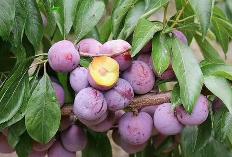 李子树苗免费提供种植技术指导