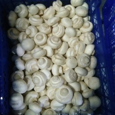 滑子菇松茸