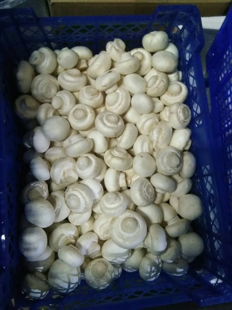滑子菇松茸