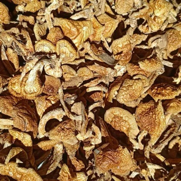食用菌