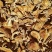 食用菌