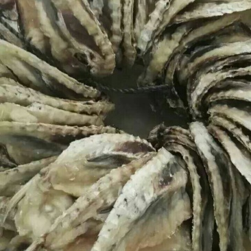 河豚鱼干