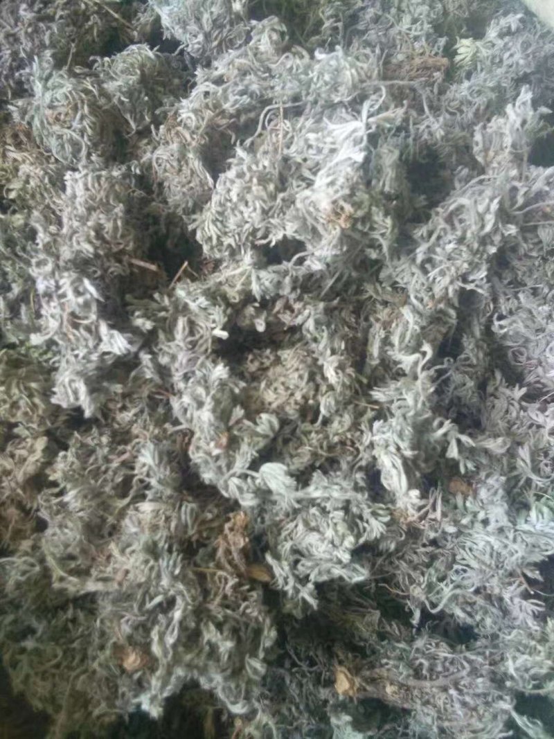 茵陈
