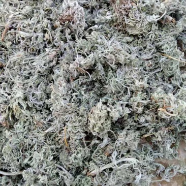 茵陈