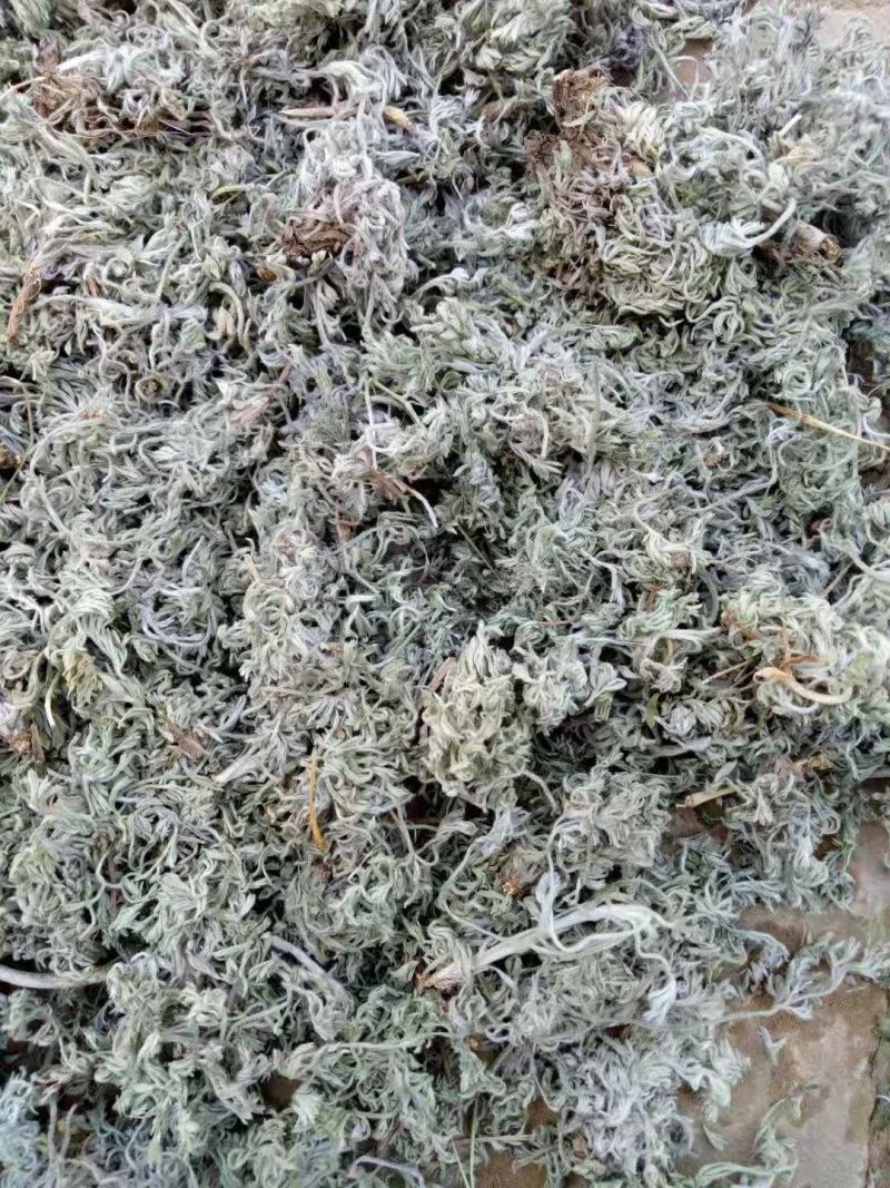 茵陈