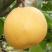 玉露香梨树苗
