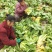 儿菜
