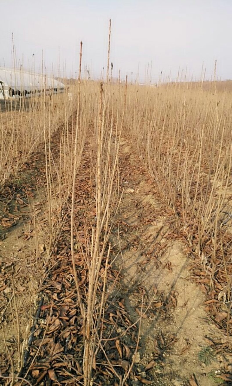 樱桃苗美早，布鲁克斯，萨米脱，奇早，俄八，黄蜜，先锋等