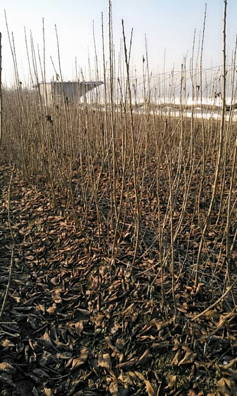 樱桃苗美早，布鲁克斯，萨米脱，奇早，俄八，黄蜜，先锋等