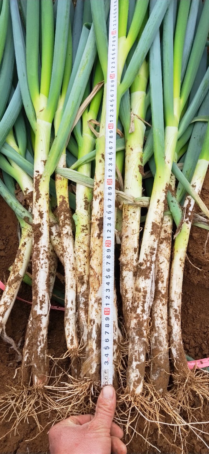 新野铁杆大葱，杆长60cm毛葱3cm左右，产地直发。