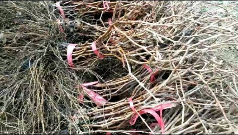 巨峰葡萄苗0.5以上手捡苗