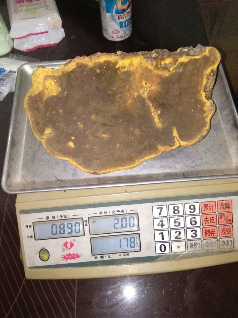 桑黄桑黄菌——野生桑树桑黄
