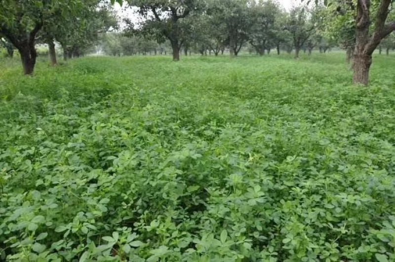果园草种子盖杂草四季种植多年生改善土壤提高有机物以草制草