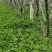果园草种子盖杂草四季种植多年生改善土壤提高有机物以草制草