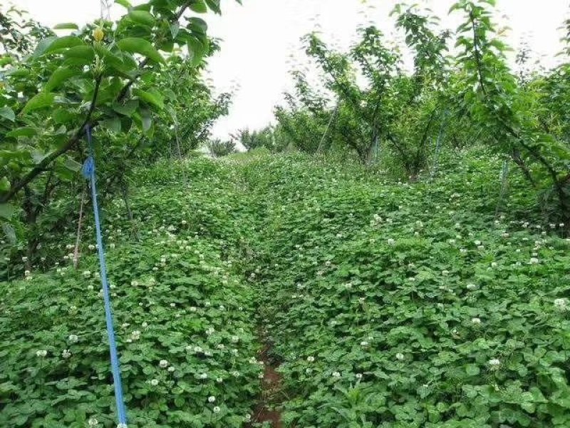 果园草种子盖杂草四季种植多年生改善土壤提高有机物以草制草