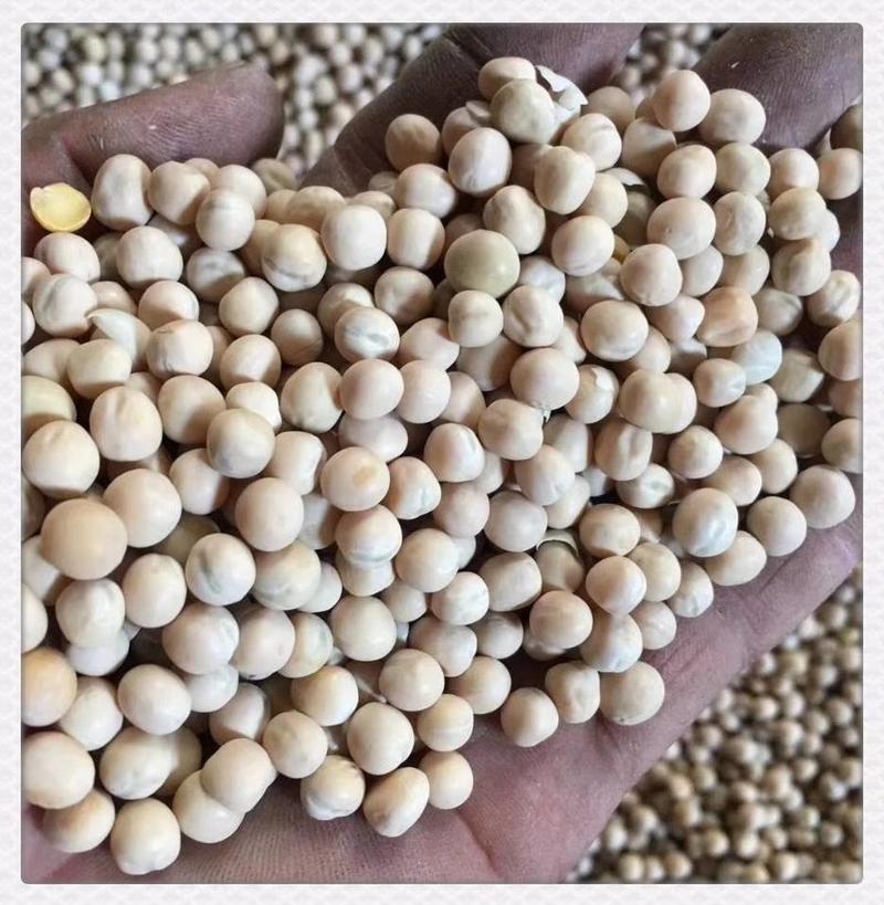 白豌豆，中粒，用于鸽粮或食品加工，毛净均可