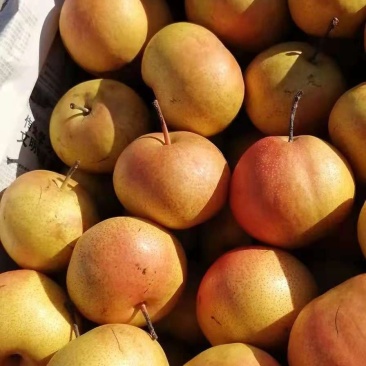 苹果梨