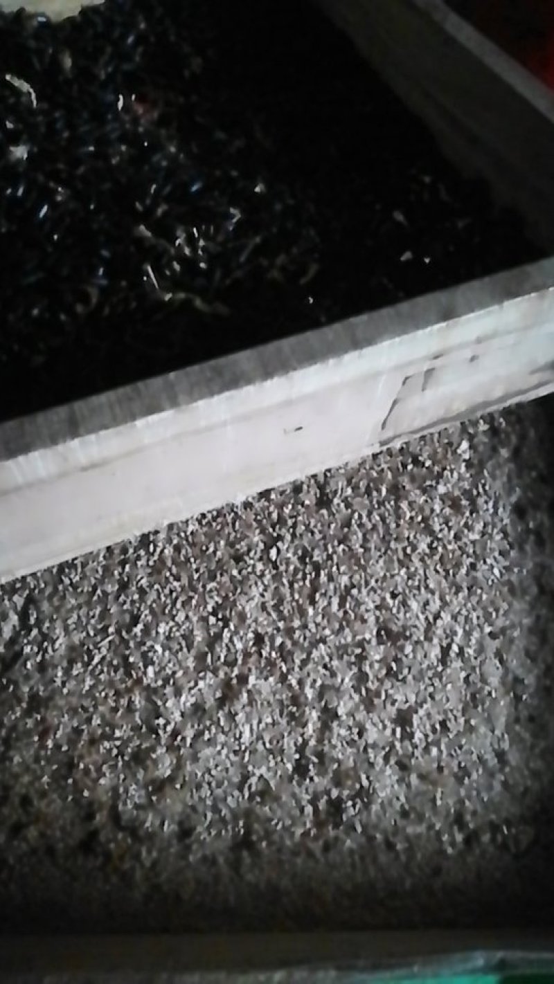 黄粉虫虫卵