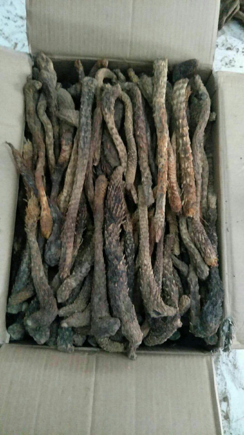 新疆肉苁蓉中药材肉苁蓉规格齐全，质量保证