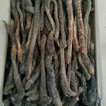 新疆肉苁蓉中药材肉苁蓉规格齐全，质量保证