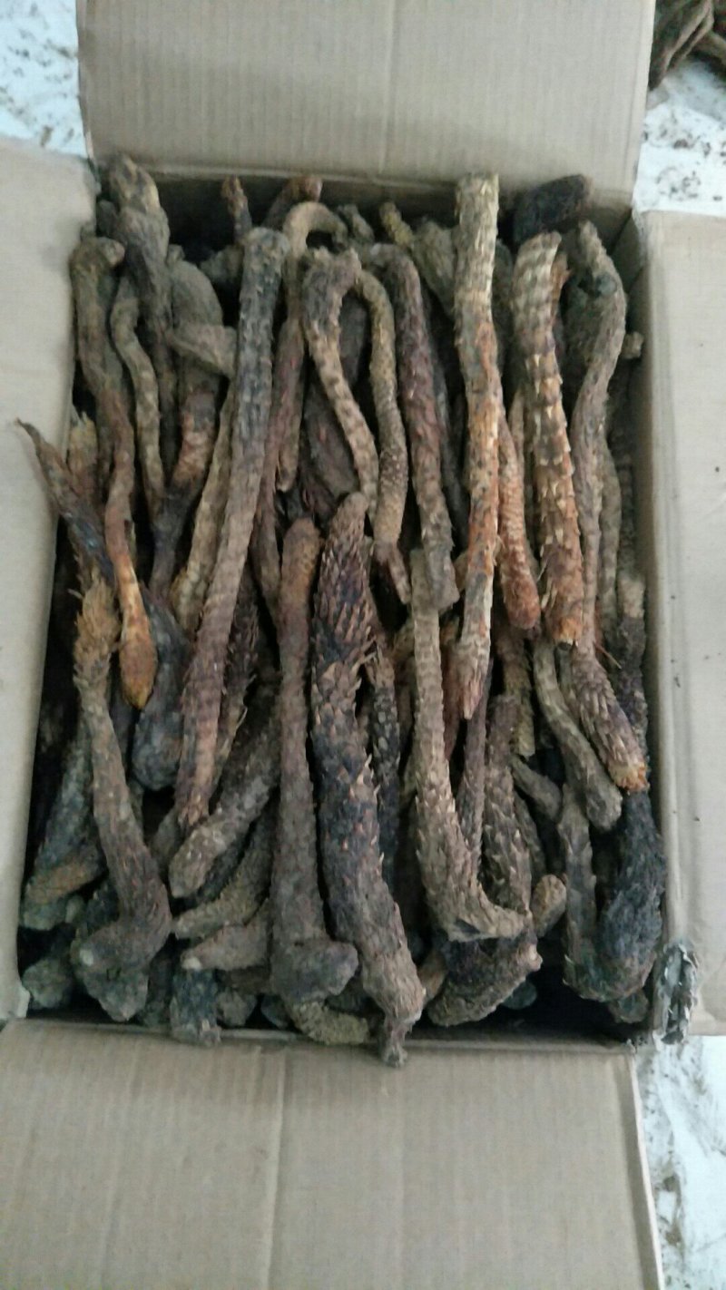 新疆肉苁蓉中药材肉苁蓉规格齐全，质量保证