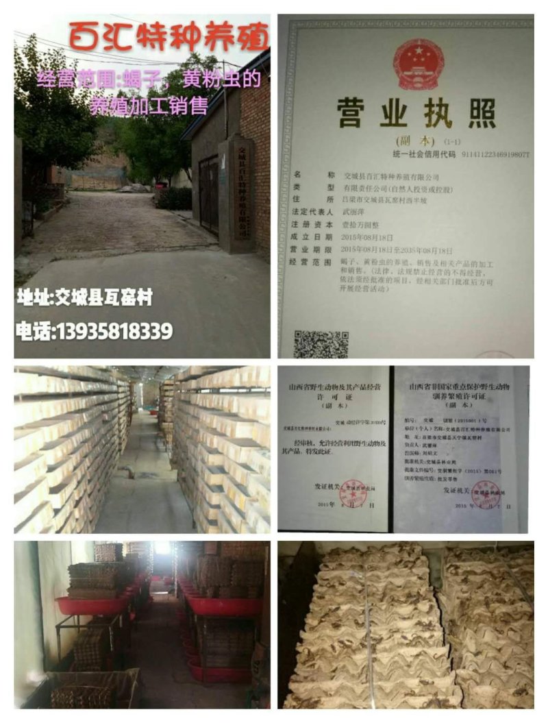 黄粉虫虫卵