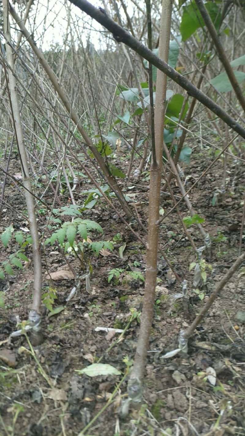 四川成都各种名优水果种苗，龙泉水蜜桃之乡