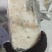 水鳕鱼