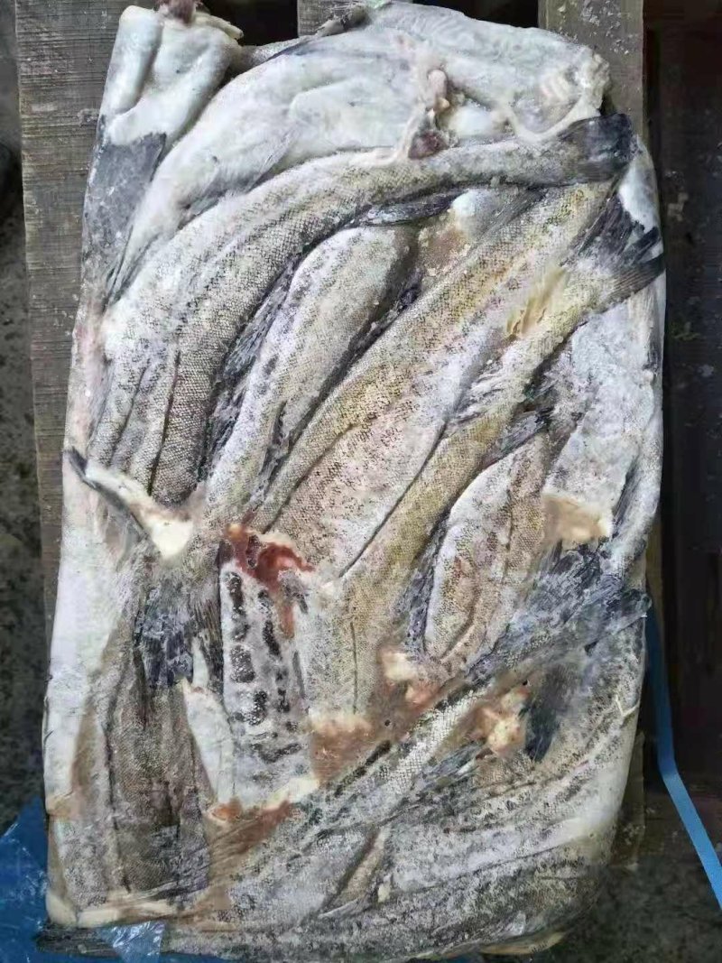 狭鳕鱼