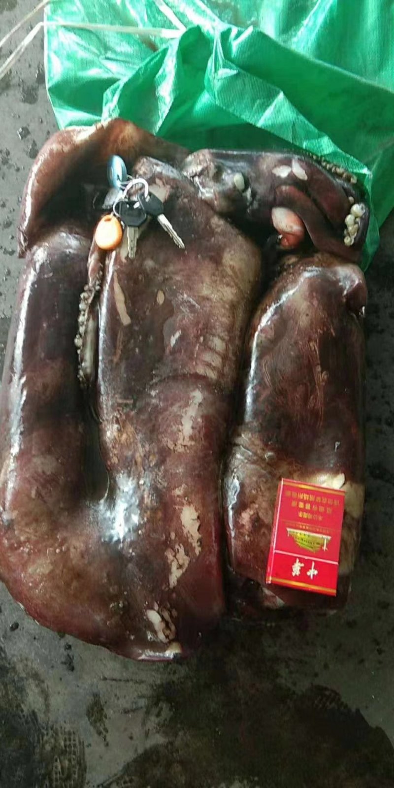 印度洋鱿鱼