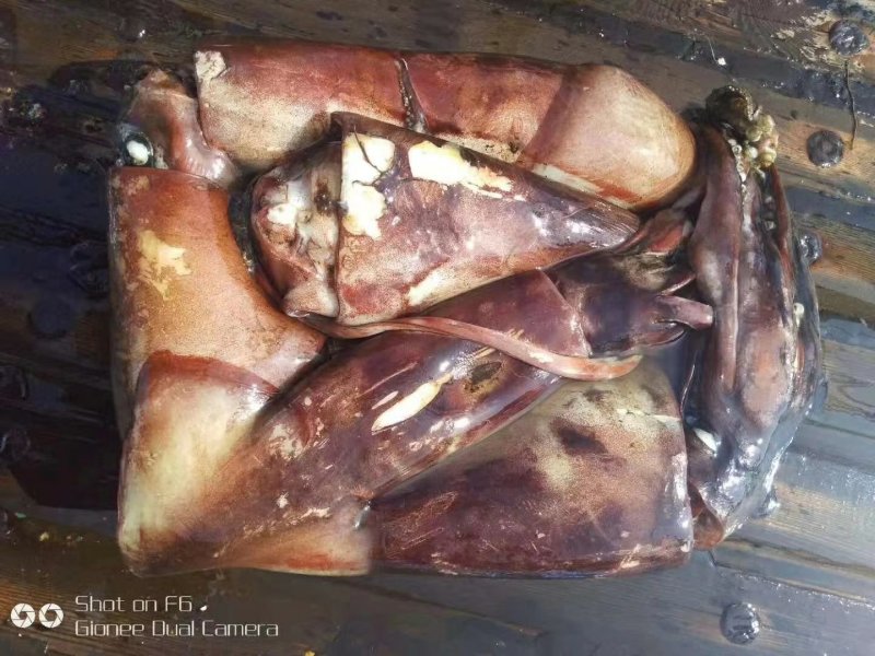 印度洋鱿鱼