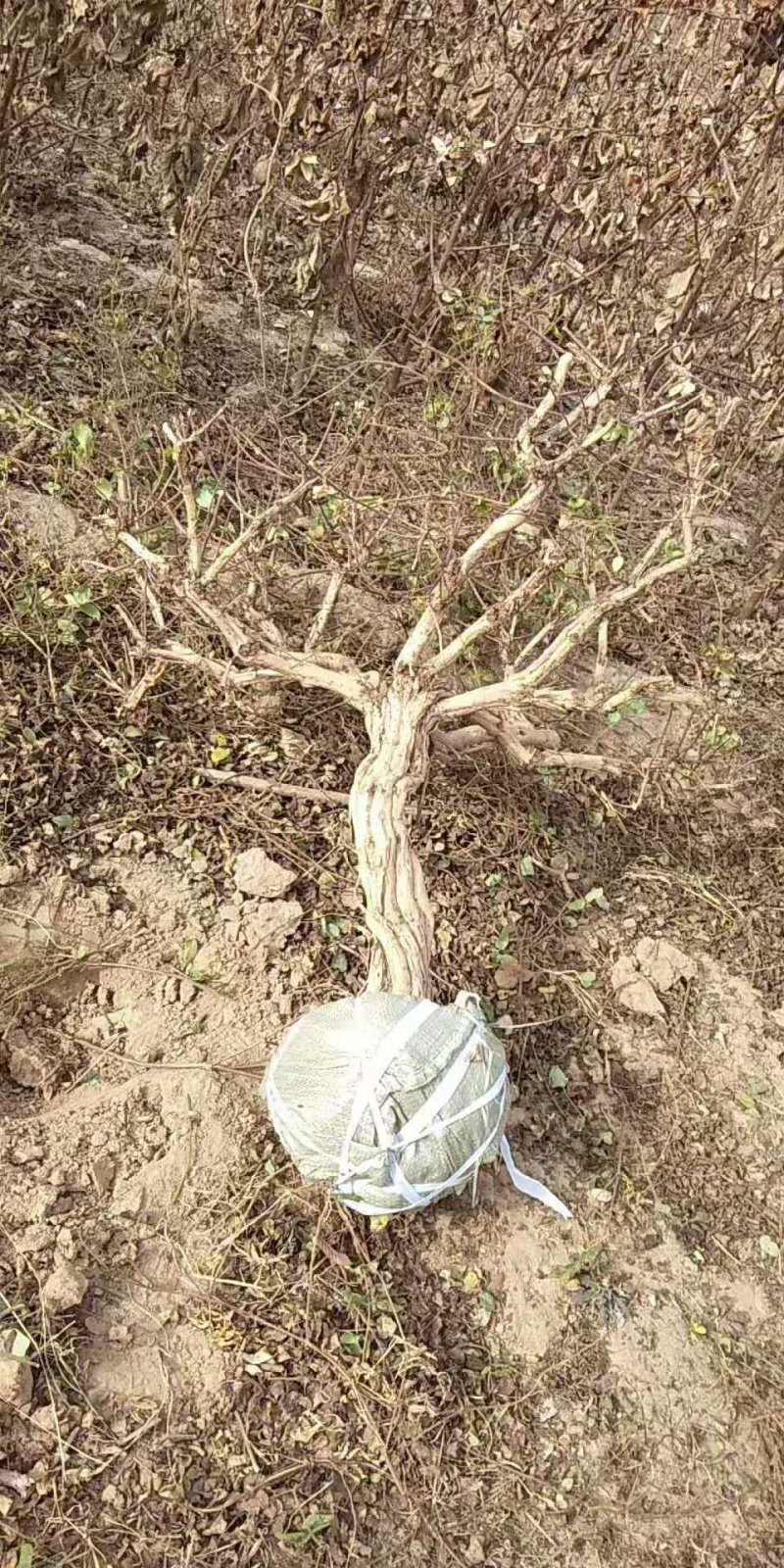 金银花树金银花树苗金银花大树盆景